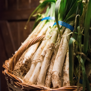 Calçots